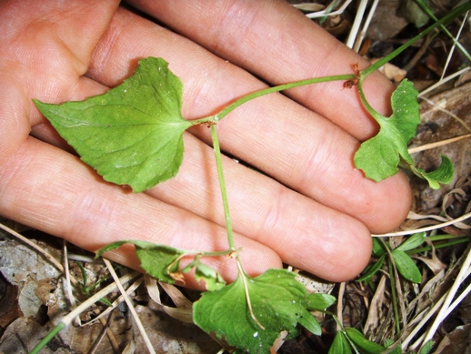 Piantina strisciante